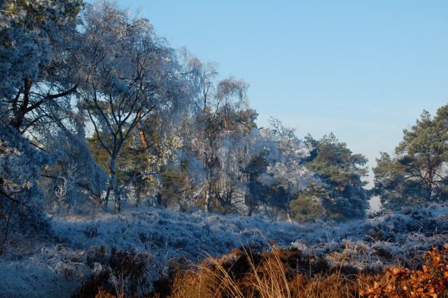 Kalmthout na nachtvorst
