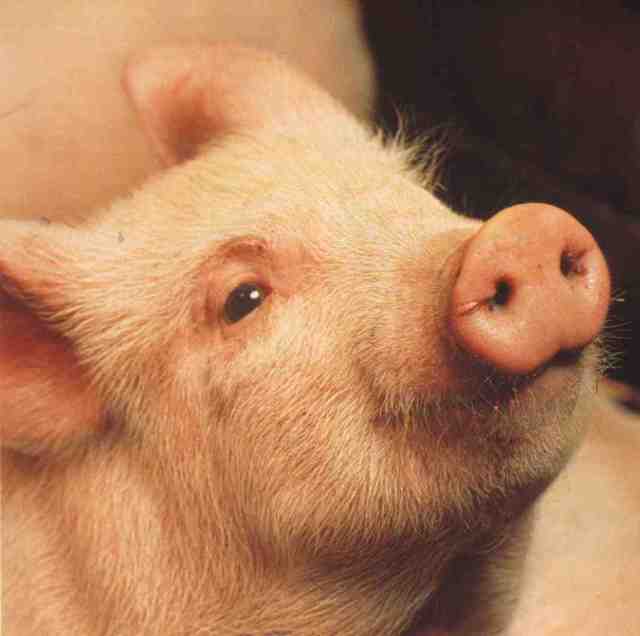 varkens zijn proper, gevoelig en intelligent