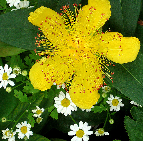 Sint Janskruid. Bron: Flickr, crabchick