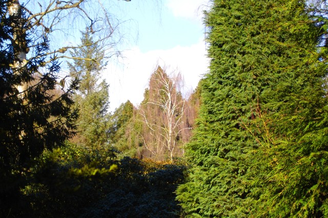 PInetum van Huis Doorn