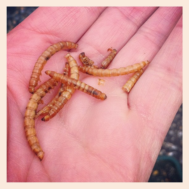 Gedroogde meelwormen. Bron:  Flickr, ng0