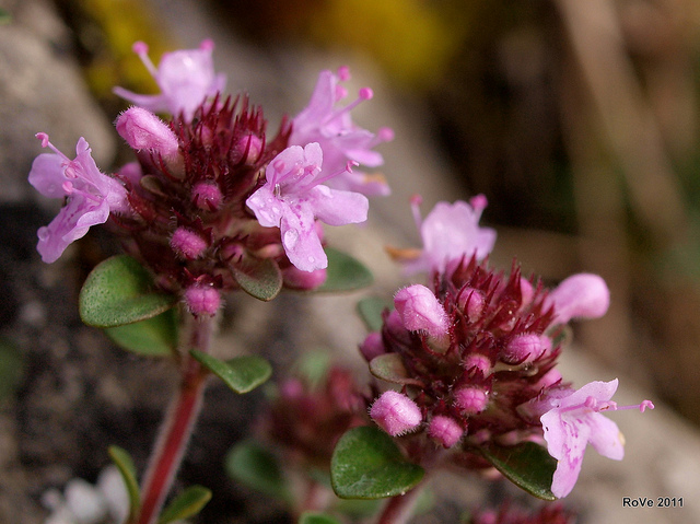 Tijm schiet in bloei. Bron: Flickr, Roberto Verso