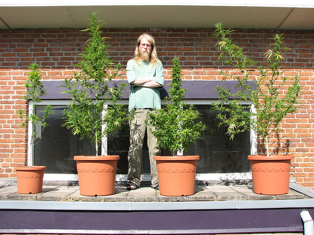Wietplantage in miniatuur. Bron: Flickr, THCGanja