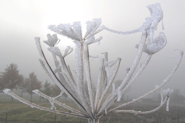 Aartsengelwortel. Bron: Flickr,  eÂ³Â°Â°Â°