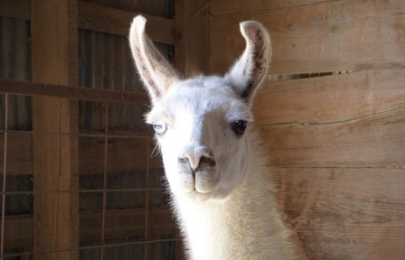 Bron: Flickr, nicole5045