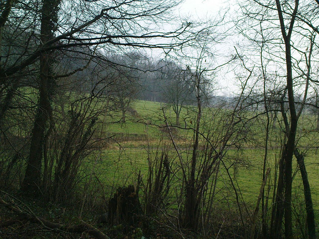 Savelsbos. Bron: Flickr, TijsB