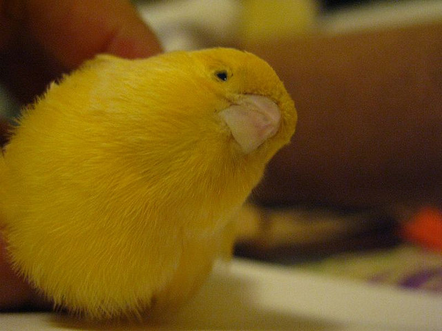 Bron: Flickr, moon angel