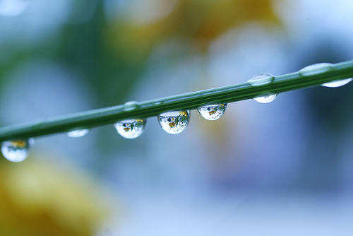 Bron: Flickr, fox_kiyo