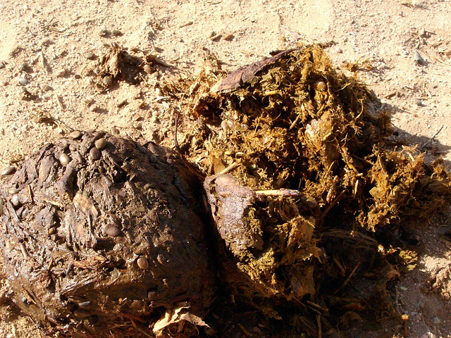 Olifantenpoep bevat zoveel vezels dat je er papier van kunt maken. Iets om een voorbeeld aan te nemen. Bron: Flickr, acme