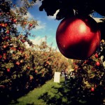 Foto: Leslie Preston, Flickr