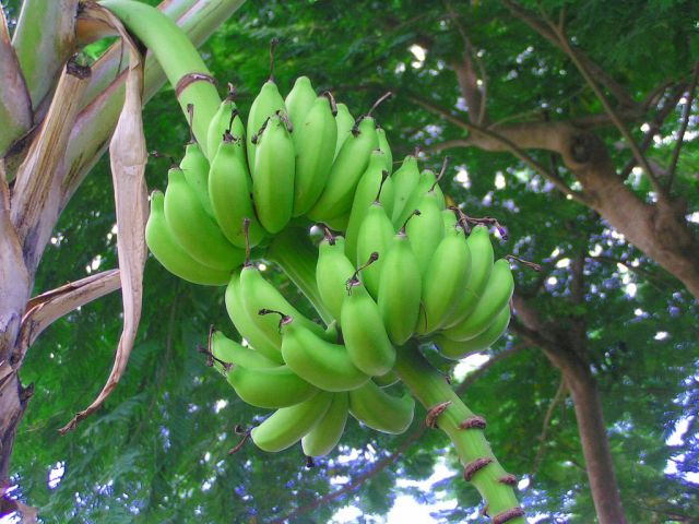 Bron: Joe Hennessey, Flickr