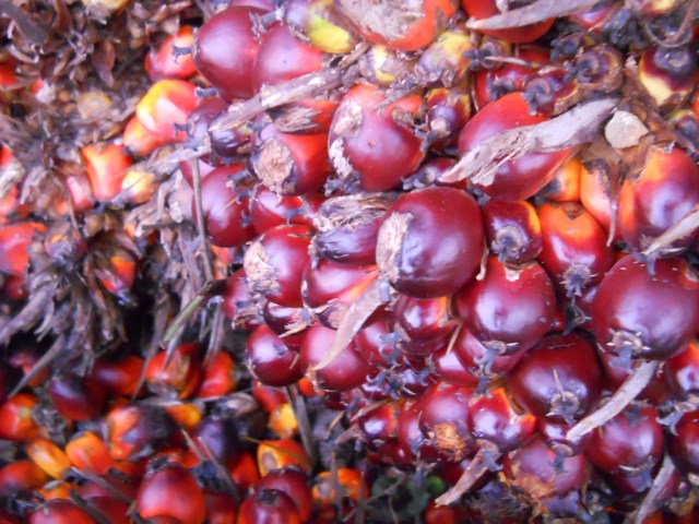 Vruchten van de oliepalm. Bron: manoj_k_mohan, Flickr