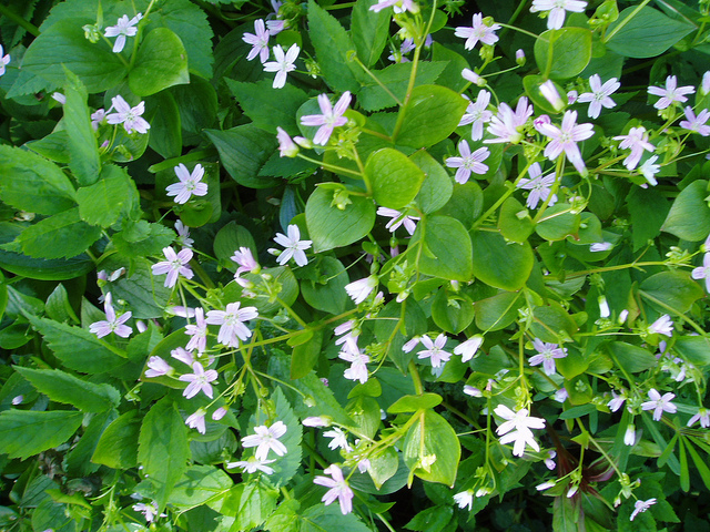 Bloeiende postelein. Bron: Flickr, delincarter